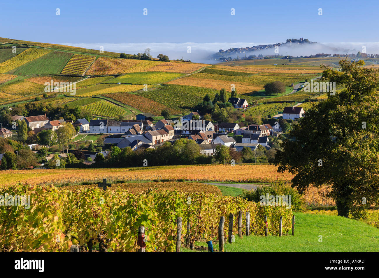 Frankreich, Cher, Sancerrois, Bue und den Weinberg im Herbst (Sancerre AOC), Morgennebel, Sancerre Hügel weit Stockfoto