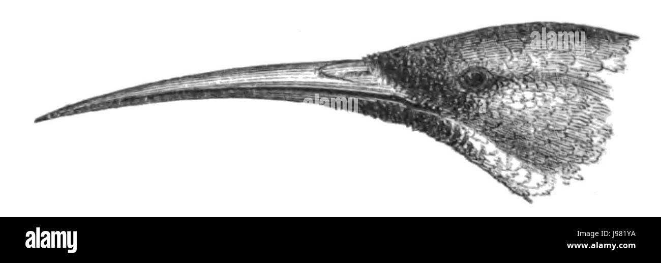 Naturgeschichte, Vögel Nectarinia Stockfoto