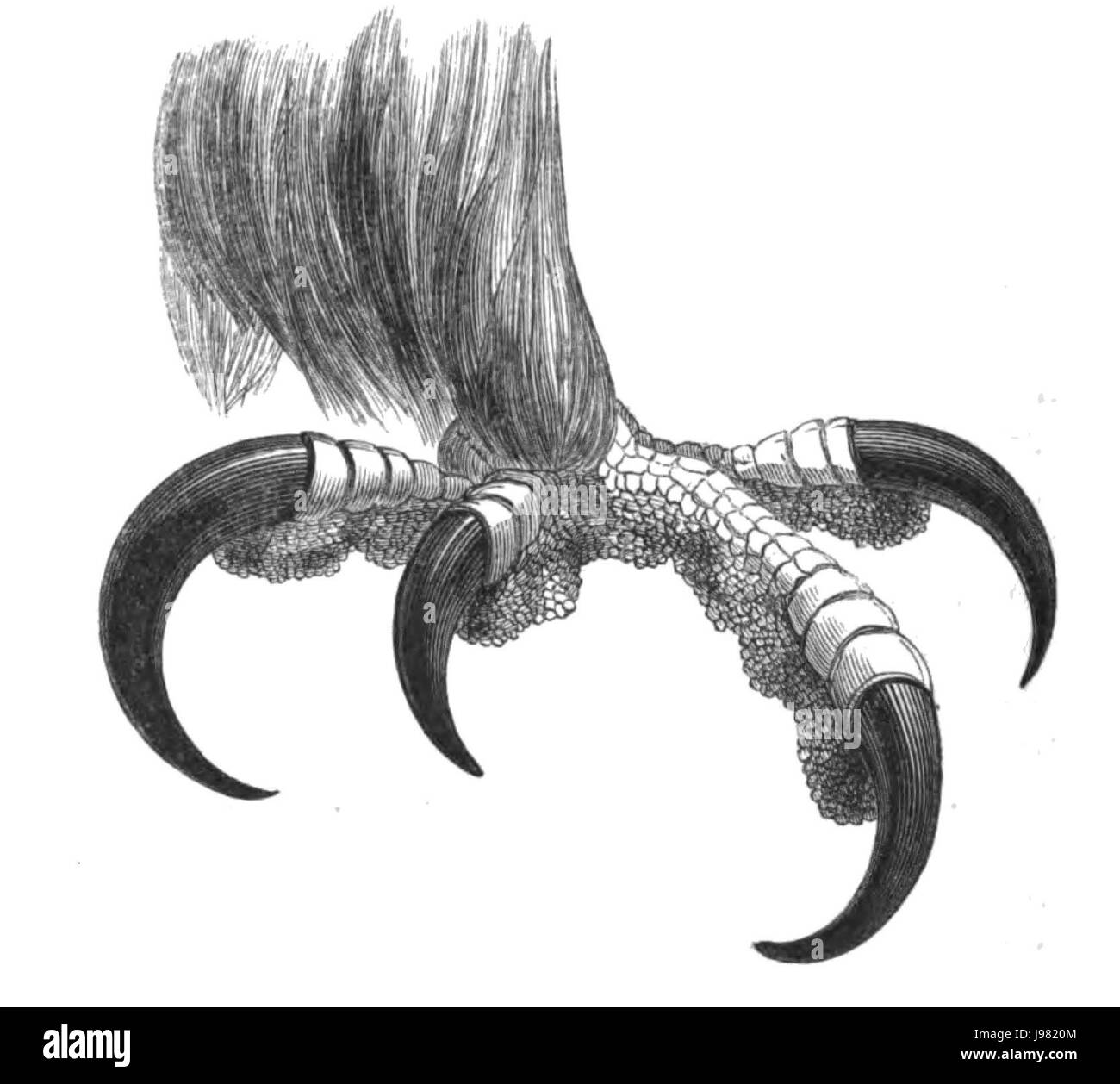 Naturgeschichte, Vögel-Adler-Fuß Stockfoto