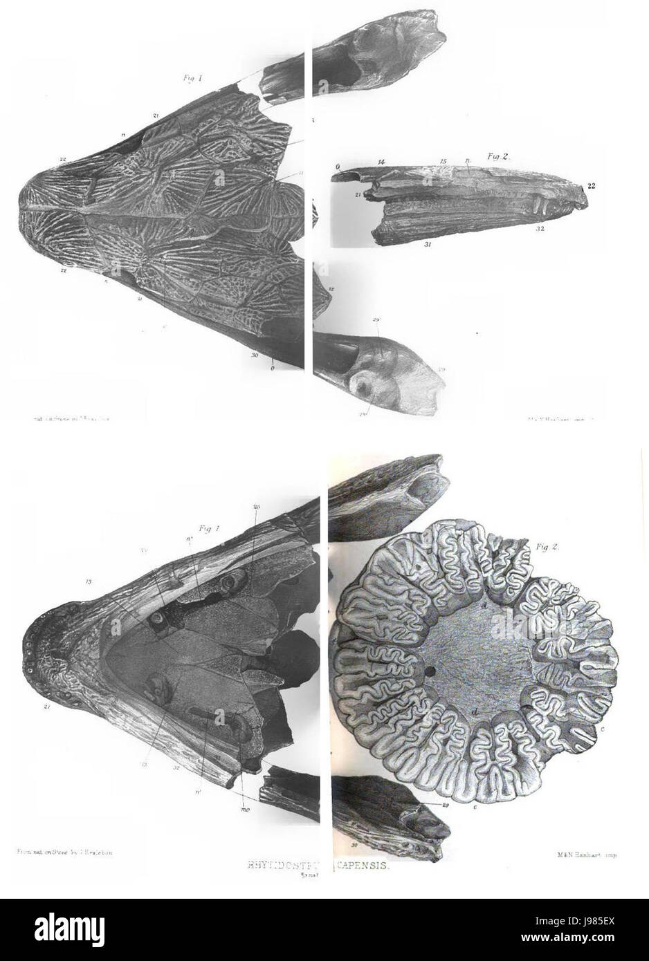 Rhytidosteus Capensis Owen Stockfoto