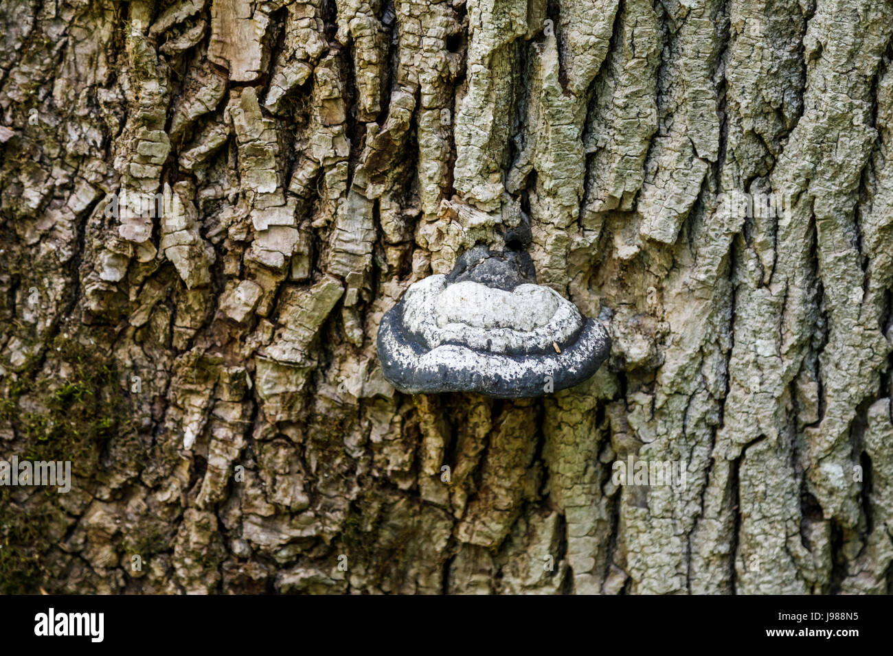 Essbaren Fruchtkörper Halterung Pilz Fistulina Hepatica (Beefsteak Pilz) wächst auf toten Baumstamm, Poitou-Charentes Region Südwest-Frankreich Stockfoto