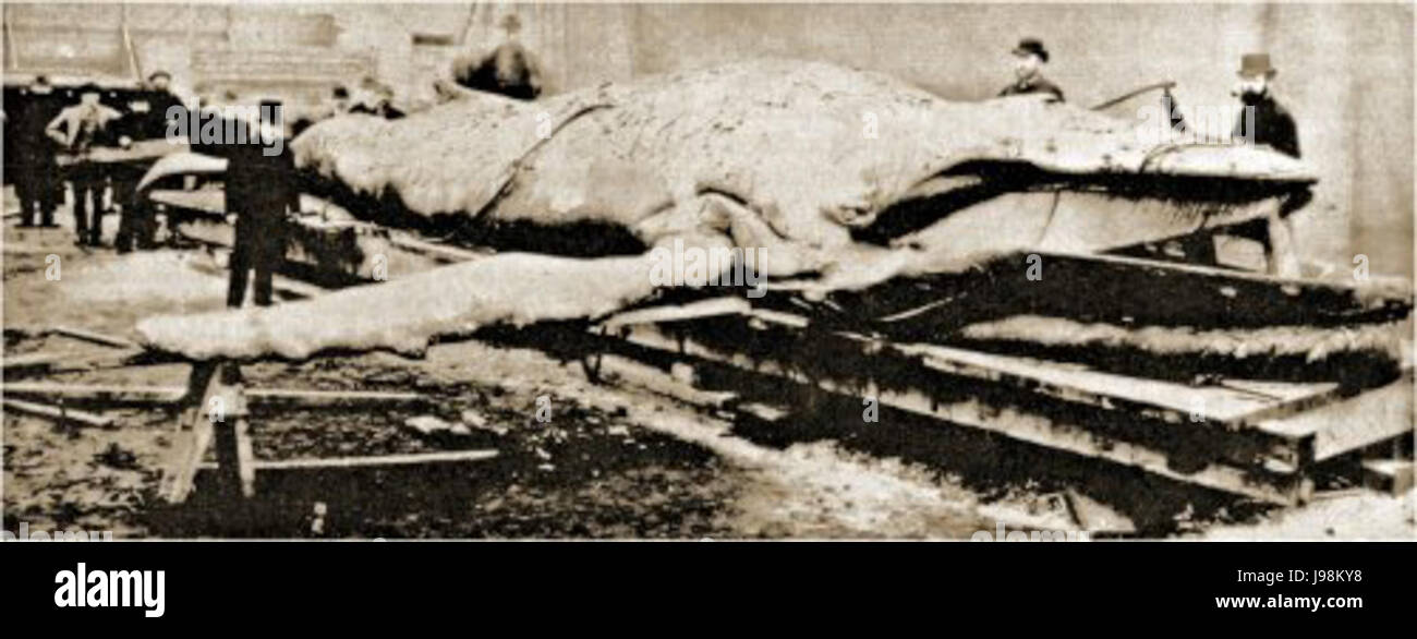 Struthers Tay Wal Dissektion von George Washington Wilson Stockfoto