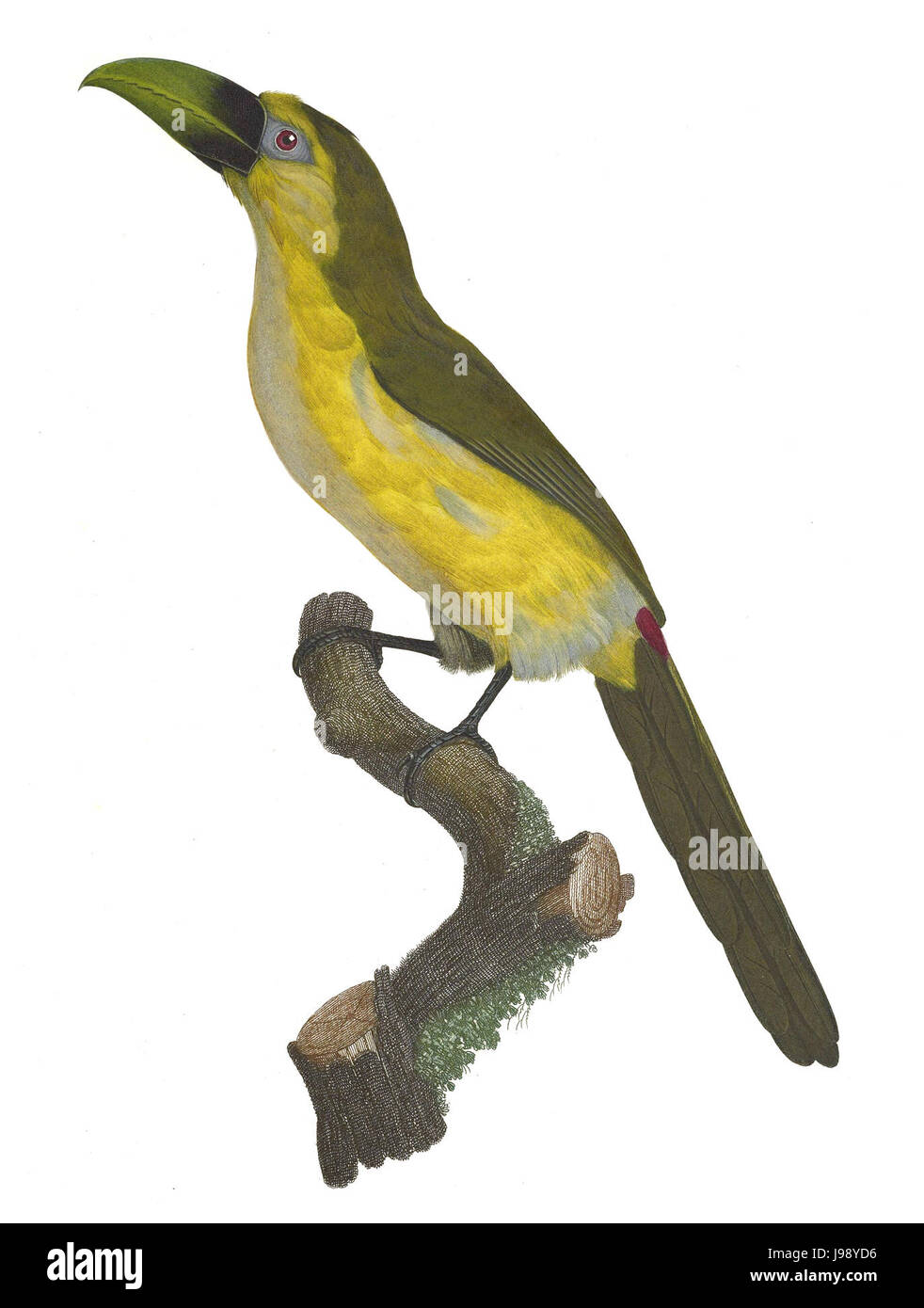 Tukane und Barbets Platte 18 Barraband Stockfoto