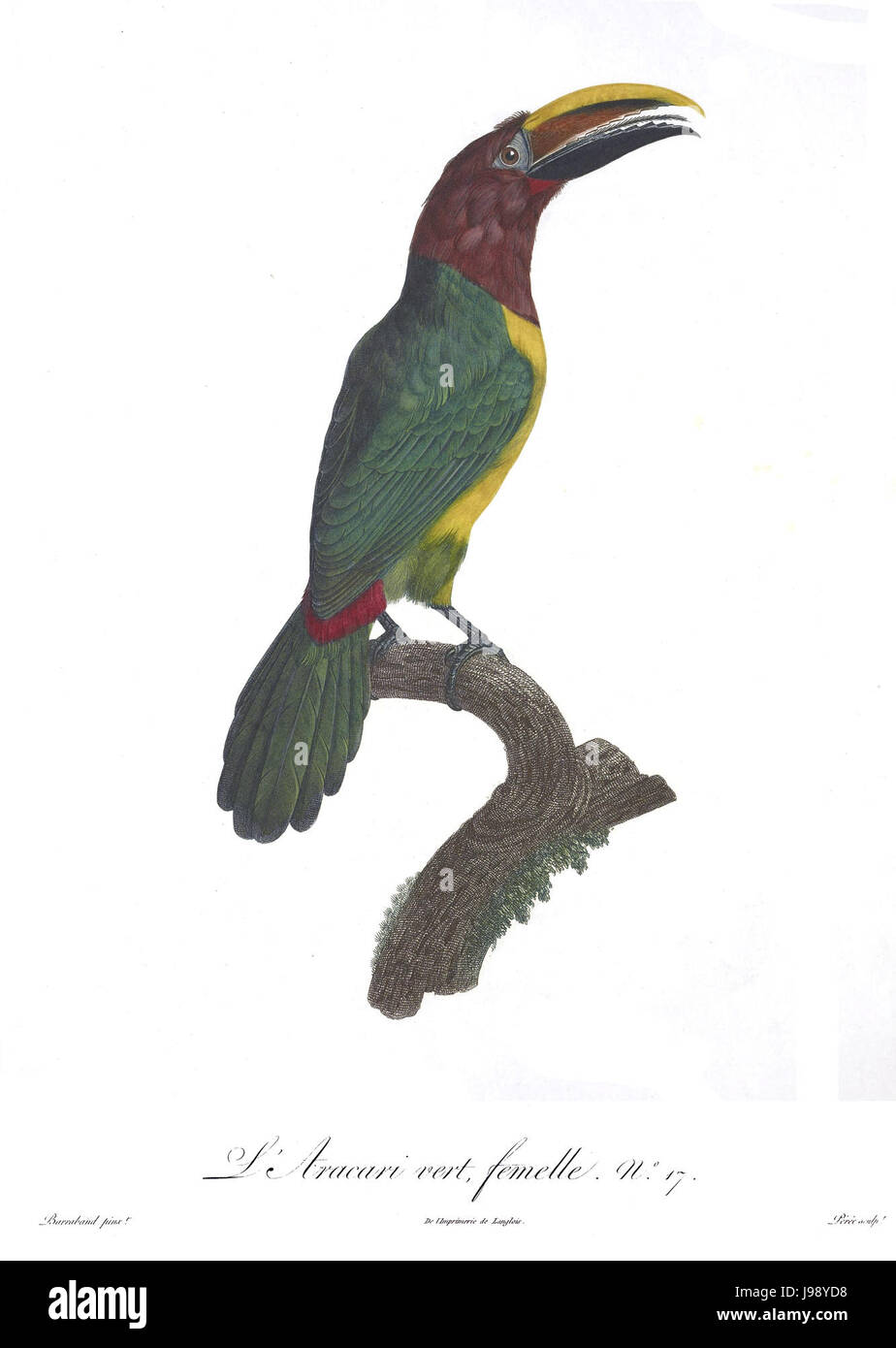 Tukane und Barbets Platte 17 Barraband Stockfoto