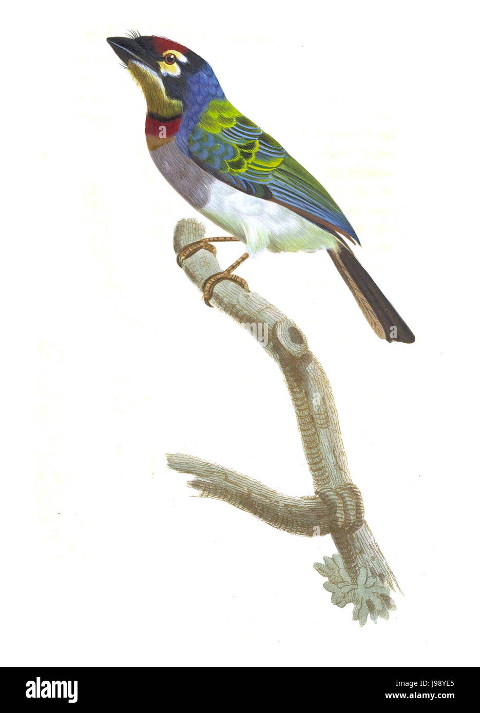 Tukane und Barbets Platte 35 Barraband Stockfoto