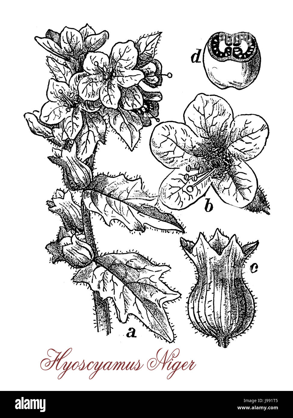 Vintage Illustration von Hyoscyamus Niger oder Bilsenkraut, giftige Pflanze als betäubenden trank und für Bier Aroma, jetzt für pharmazeutische Zwecke kultiviert in der antiken Medizin verwendet Stockfoto