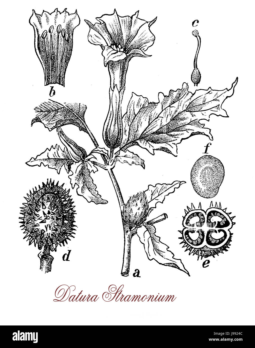Vintage Illustration der Datura Stramonium mit Trompete geformten Blüten, die in der traditionellen Medizin verwendet, um Asthma zu lindern. Es ist auch halluzinogene und Deliriant, in Menge giftig. Stockfoto