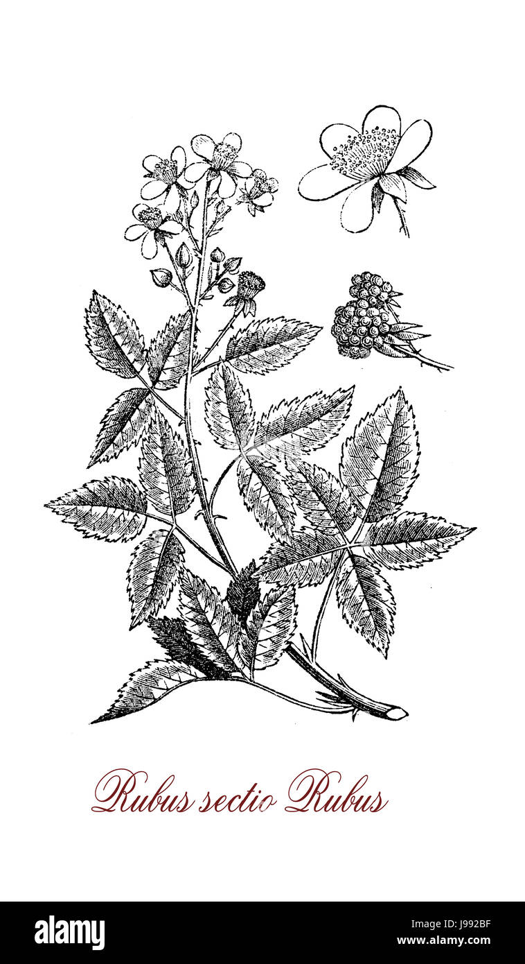 Vintage Illustration der Brombeere, mehrjährige Pflanze mit palmated Blätter und sehr scharfe Stacheln, Blumen, essbare Früchte (Beeren), es wächst auch in mageren Böden. Stockfoto
