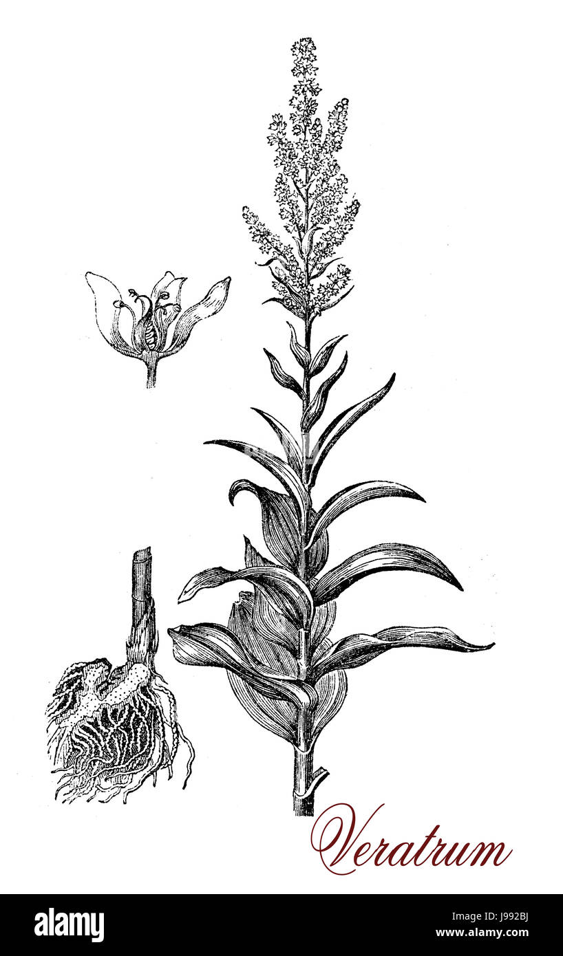 Vintage Illustration von Veratrum Album, mehrjährige Pflanze, die in der Antike, mit hoch giftige Wurzeln als Hemetic bekannt Stockfoto
