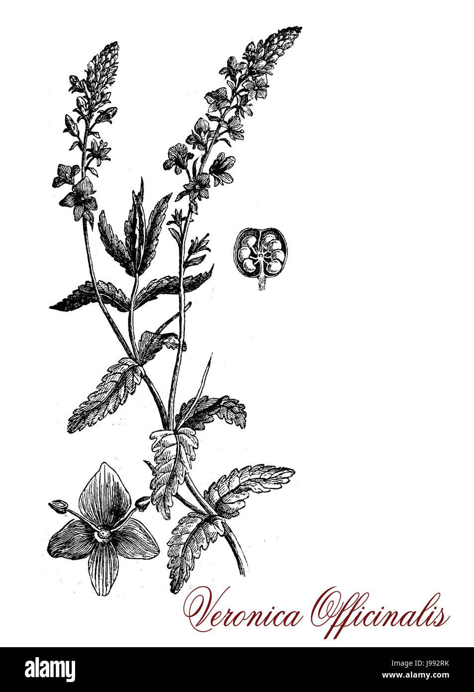 Veronica Officinalis, Vintage-Gravur. Mehrjährige krautige Pflanze mit weichem violetten Blüten und behaarte Blätter wird in der Kräutermedizin für seine entzündungshemmenden Eigenschaften verwendet. Stockfoto