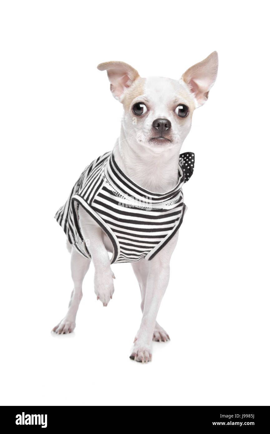 Haustiere, Tiere, Tier, Säugetier, kleine, winzige, kleine, kurze, Hund, Studio, Kostüm, Stockfoto