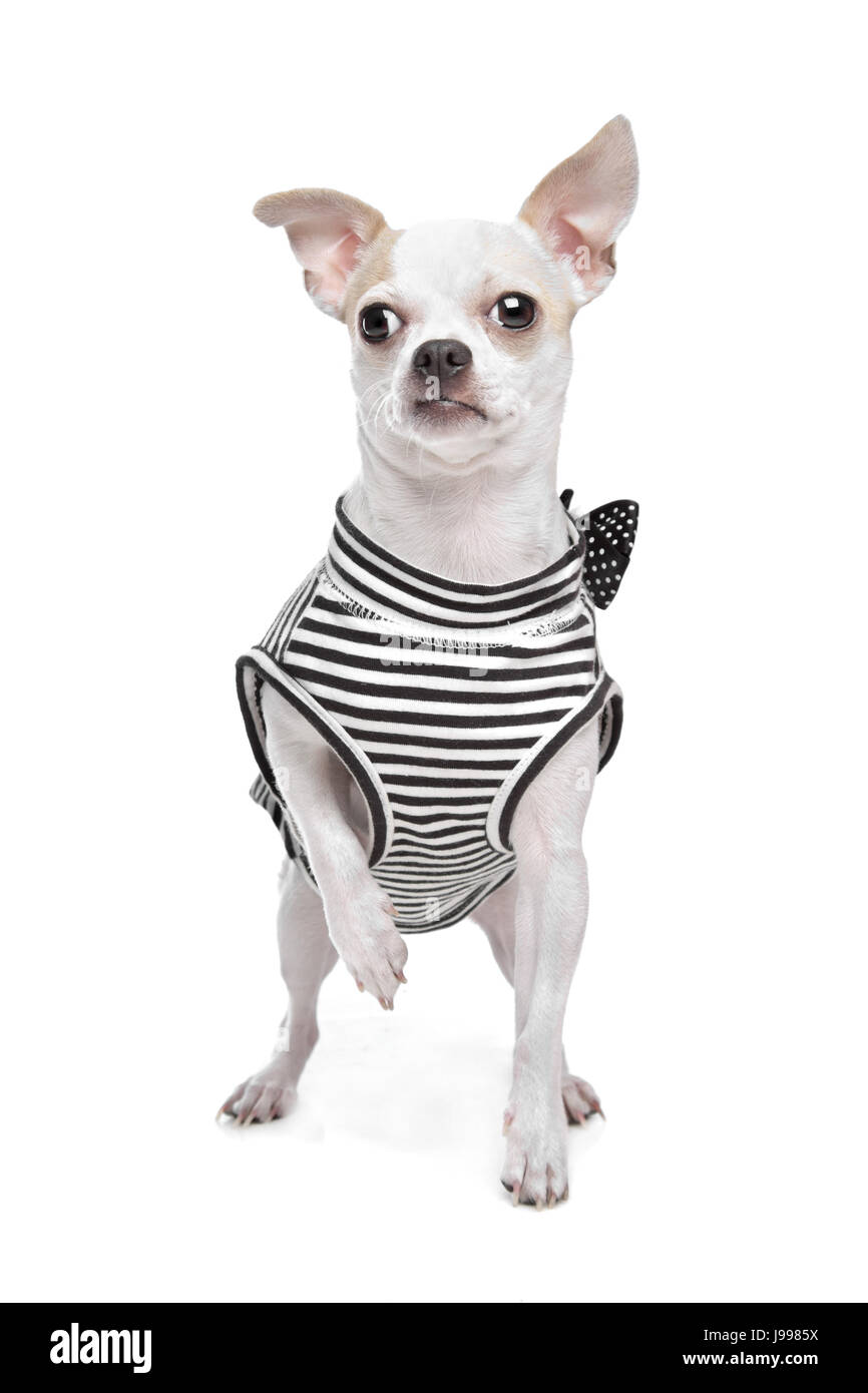 Haustiere, Tiere, Tier, Säugetier, kleine, winzige, kleine, kurze, Hund, Studio, Kostüm, Stockfoto