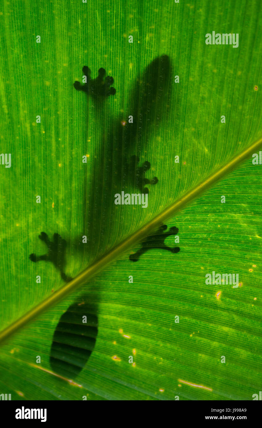 Blattschwanzgecko sitzt auf einem großen grünen Blatt. Silhouette. Ungewöhnliche Perspektive. Madagaskar. Stockfoto