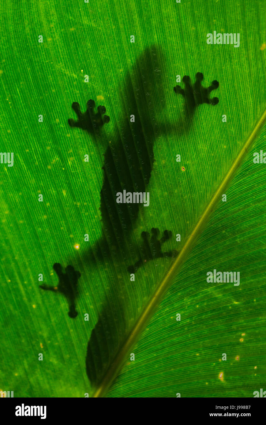 Blattschwanzgecko sitzt auf einem großen grünen Blatt. Silhouette. Ungewöhnliche Perspektive. Madagaskar. Stockfoto