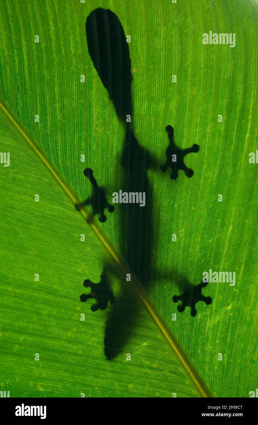 Blattschwanzgecko sitzt auf einem großen grünen Blatt. Silhouette. Ungewöhnliche Perspektive. Madagaskar. Stockfoto