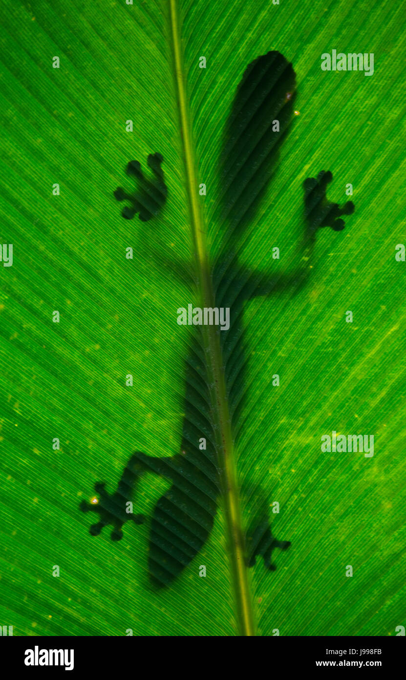 Blattschwanzgecko sitzt auf einem großen grünen Blatt. Silhouette. Ungewöhnliche Perspektive. Madagaskar. Stockfoto