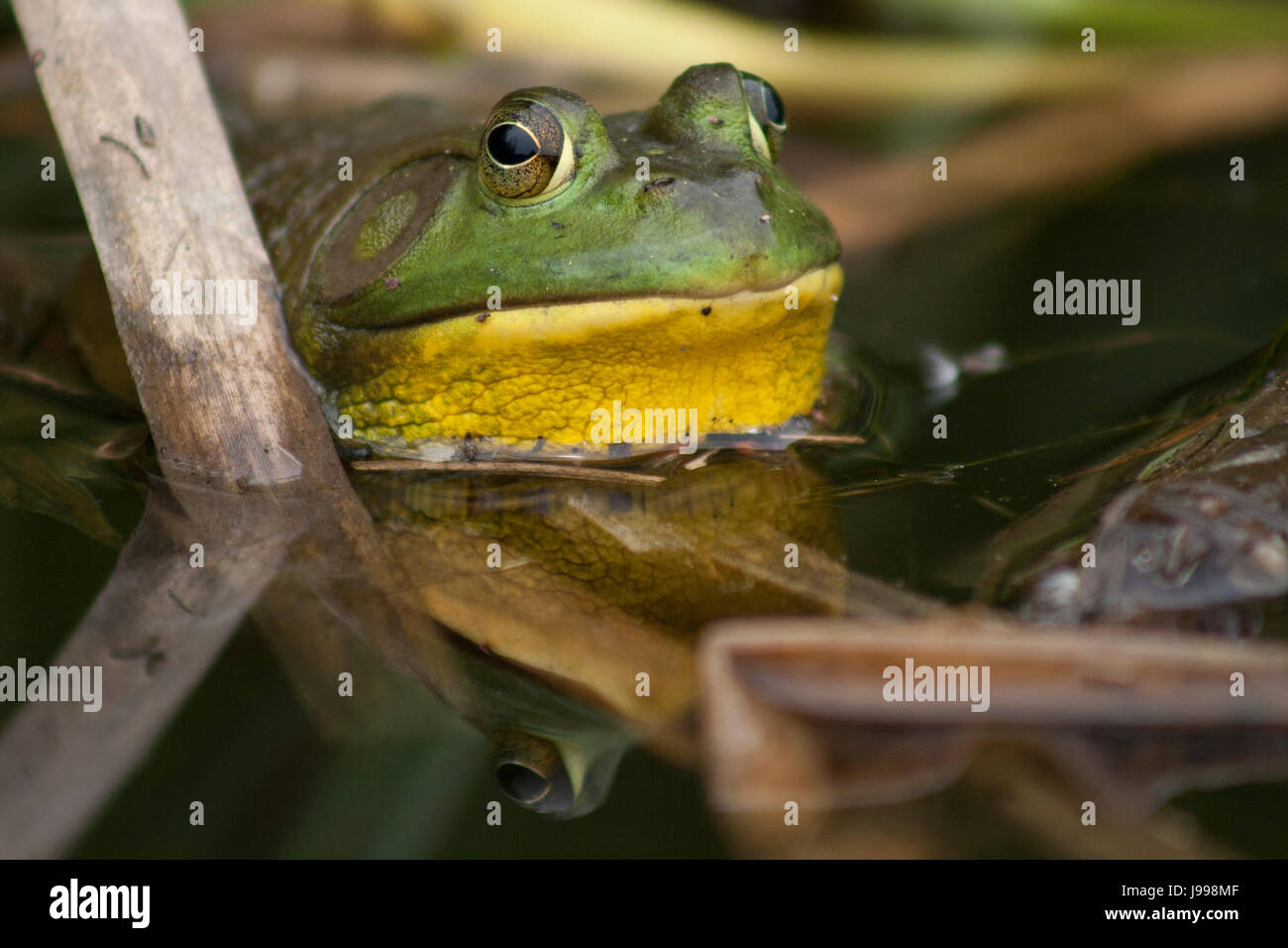 Ziemlich grün und gelb Frosch im Moor. Isoliert auf einem unscharfen Hintergrund. Stockfoto