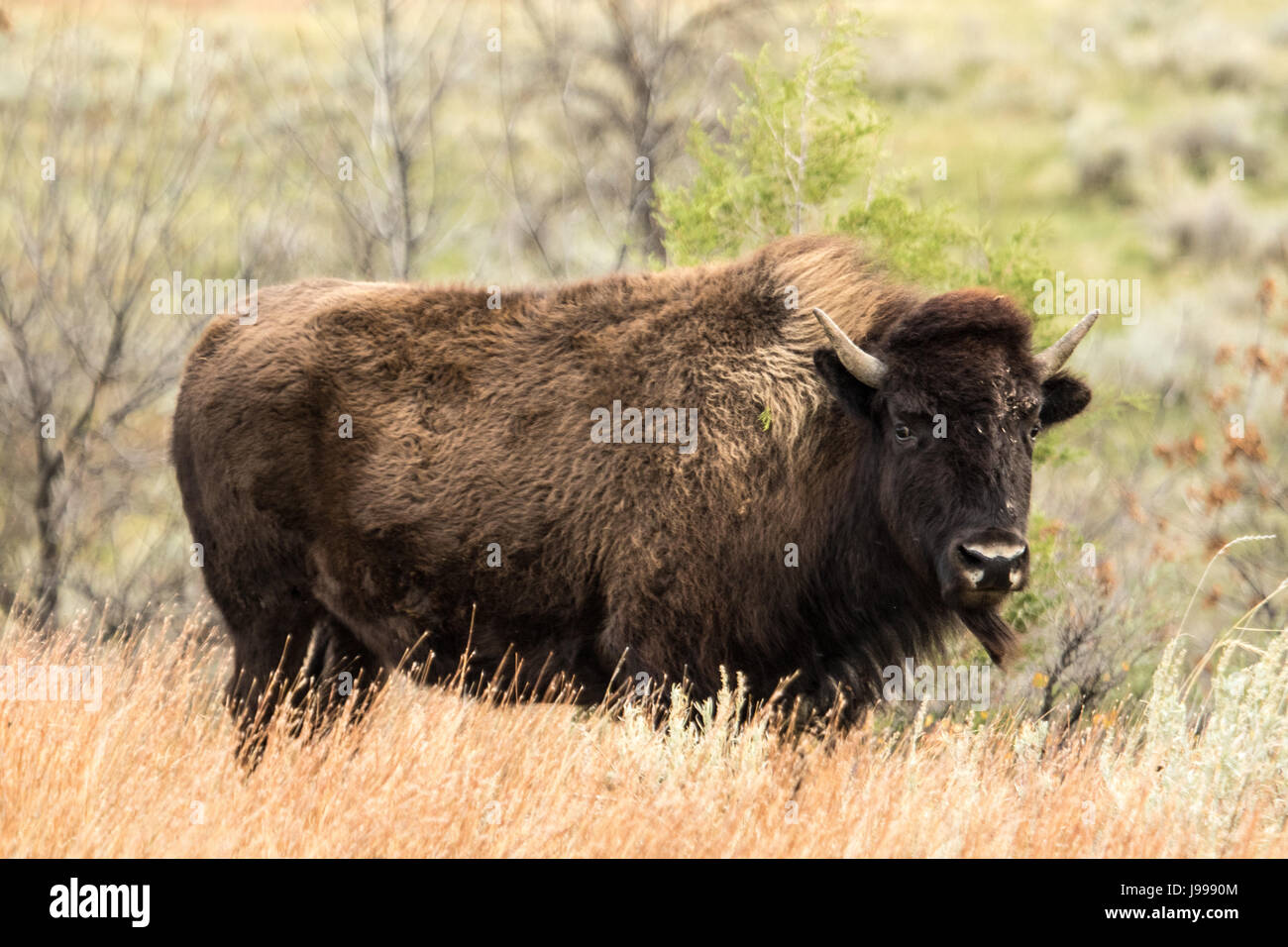 Bison an Teddy Roosevelt National Park North Dakota Stockfotografie Alamy