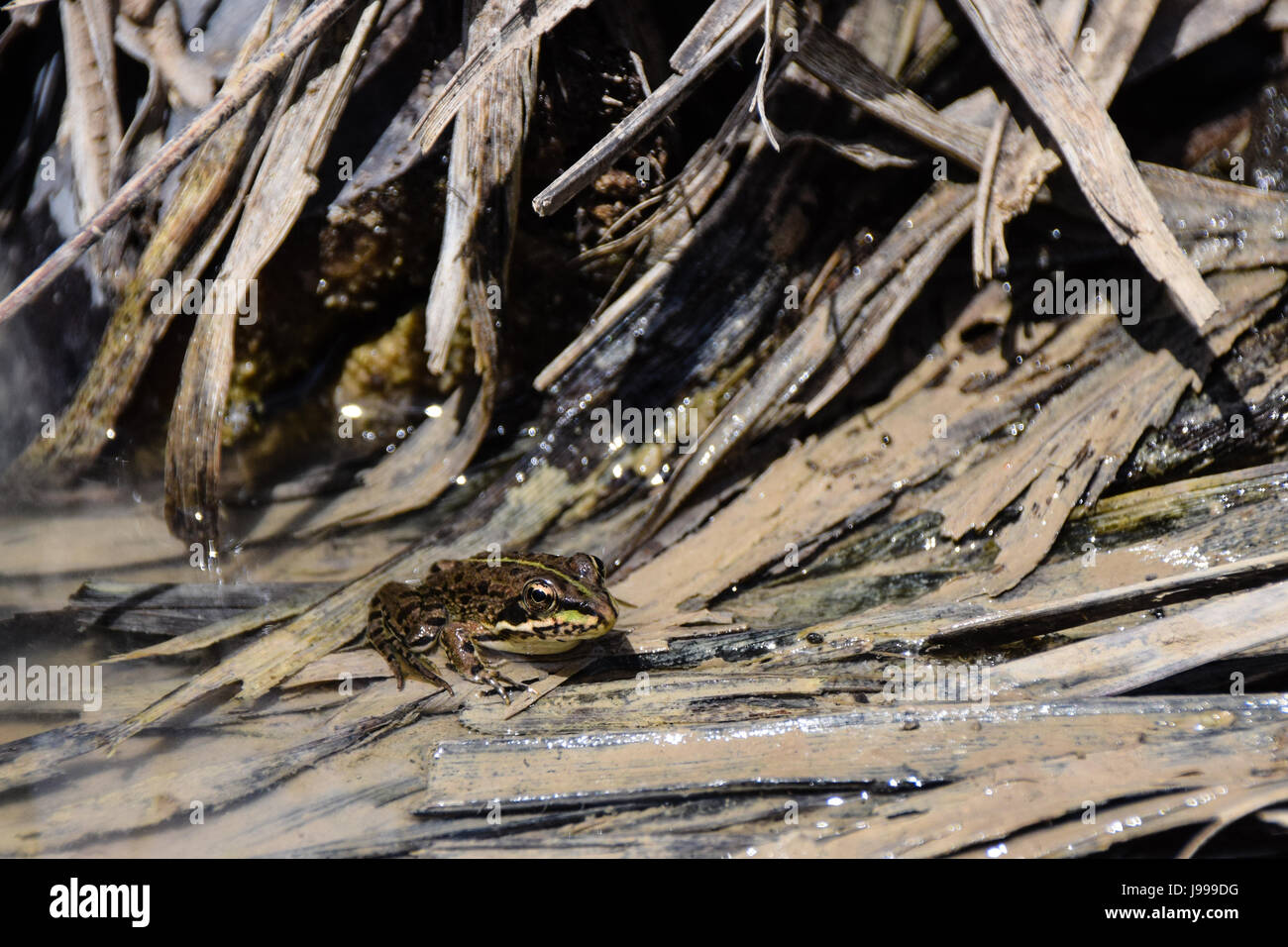 Coruna Frosch, Perez Frosch (Rana Perezi, Rana Ridibunda Perezi) gefunden untergetaucht im Teichwasser in Insel Porto Santo, Portugal Stockfoto