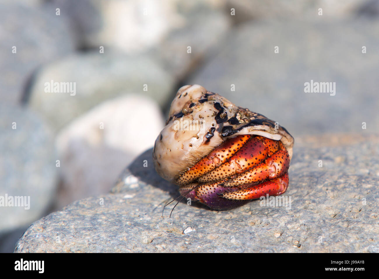 Eine Krabbe drinnen ist es Shell auf einem Felsen in st. John Virgin Islands Stockfoto