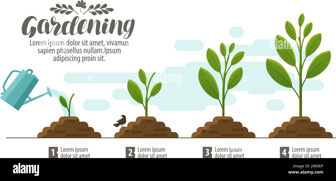 Wachsende Pflanze. Gartenbau, Gartenbau Infografik. Landwirtschaft, Landwirtschaft, Entwicklung, Natur, sprießen Konzept. Vektor-illustration Stock Vektor