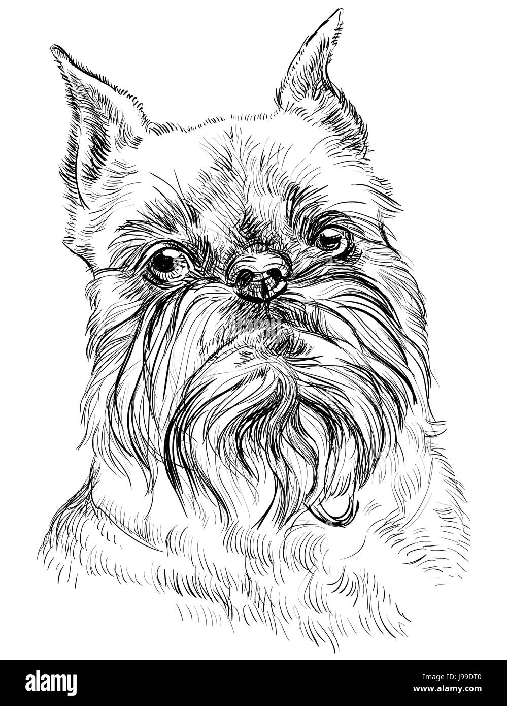 Brüsseler Griffon Hunderasse Vektor Porträt in schwarzer Farbe auf weißem Hintergrund isoliert Stock Vektor