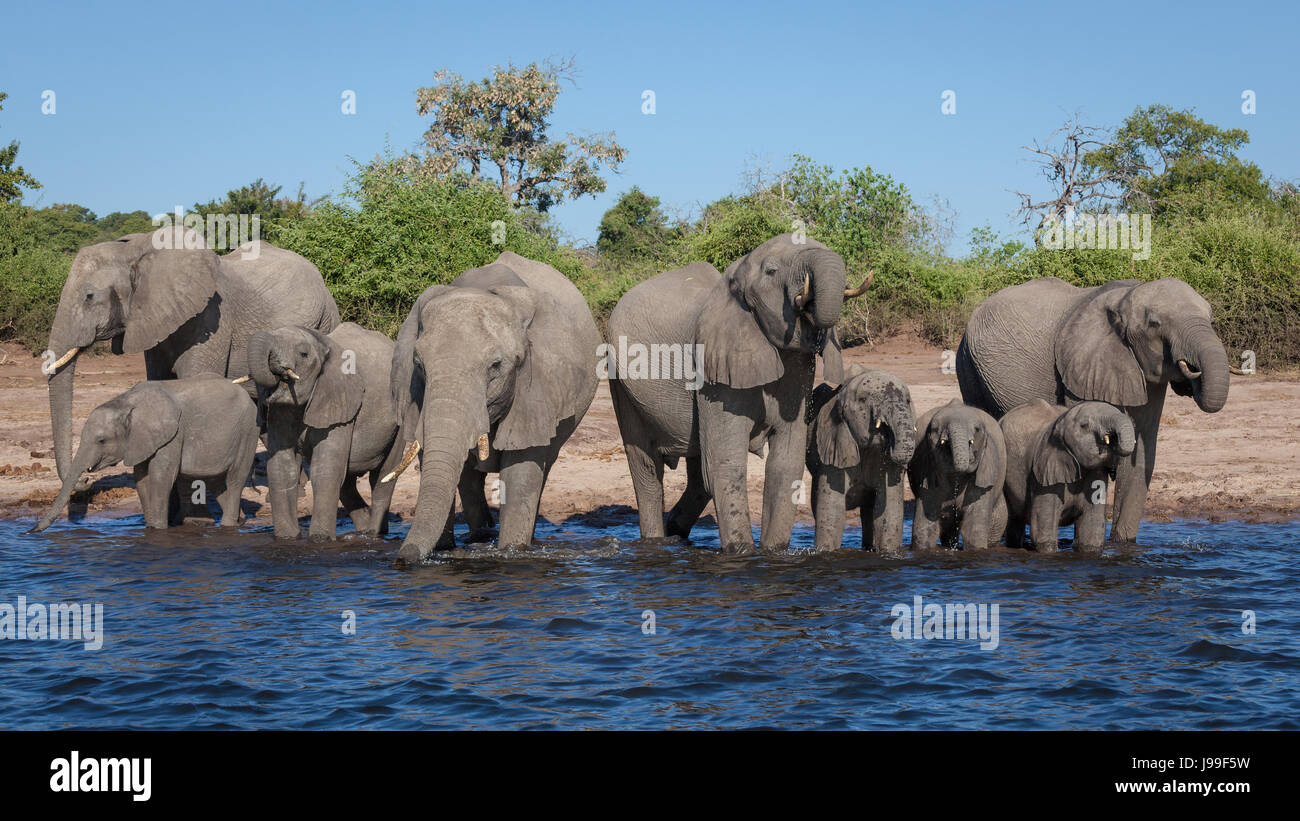 Eine große Familie Gruppe Elefanten eilt zum Fluss hinunter Ihren Durst in der chobe River zu stillen, Norden Botswanas. Stockfoto