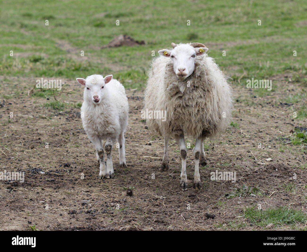 Zunge, Zoo, leer, europäisch, Kaukasisch, Schafe, Wolle, klein, klein, wenig, Stockfoto