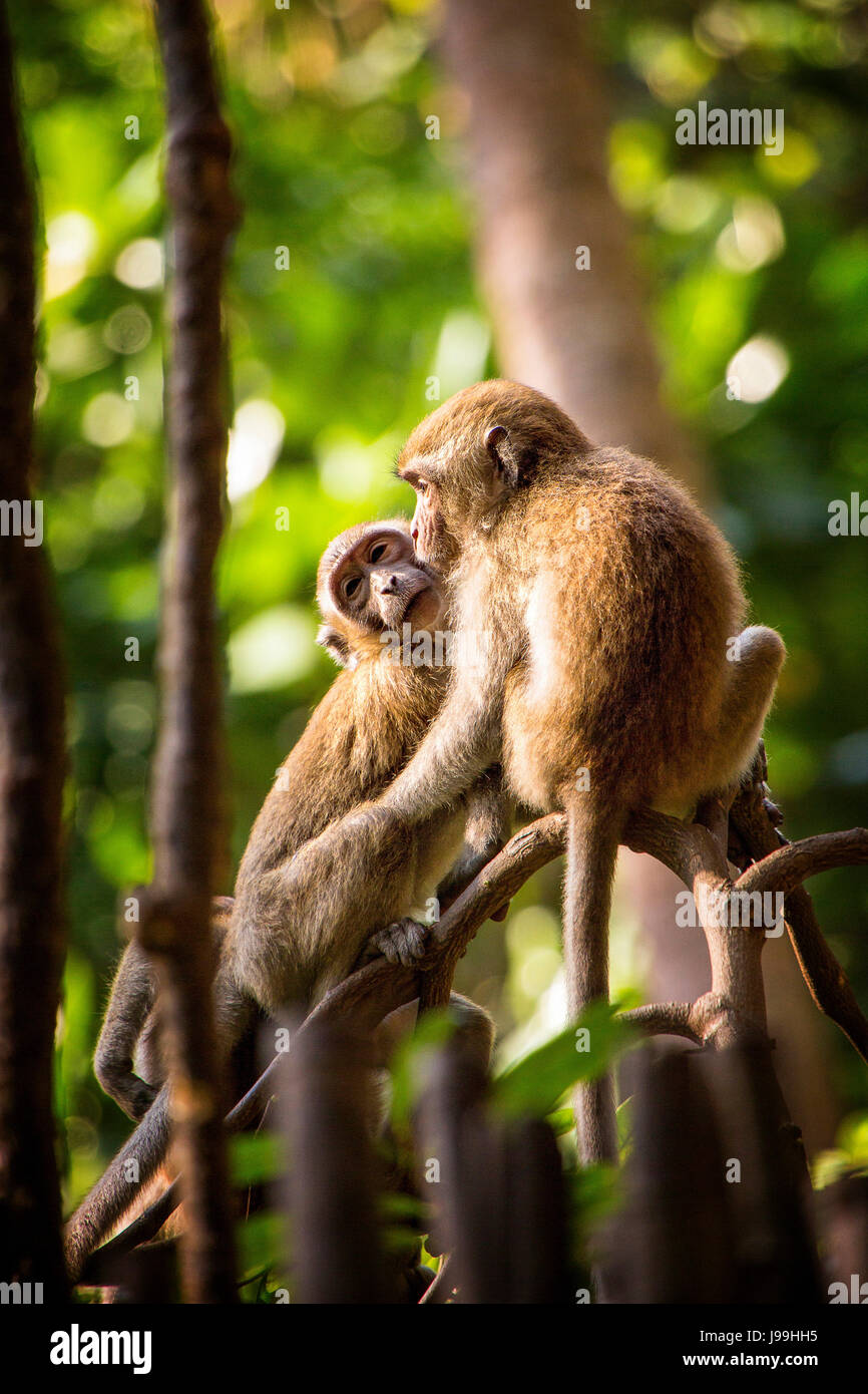 Zwei Affen in einem Baum in der Nähe von Railay Beach, Südthailand Stockfoto