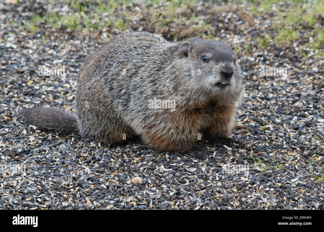 Murmeltier (Marmota Monax) Jagd nach Nahrung, E USA Stockfoto
