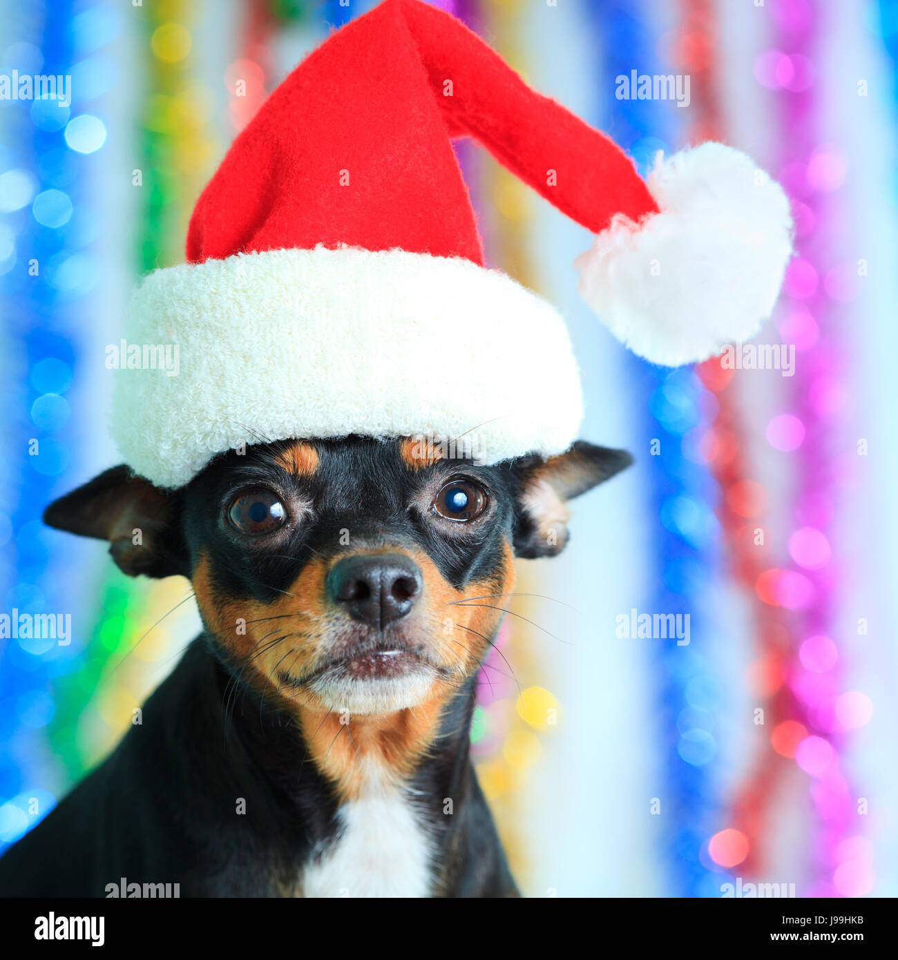 Haustier, Hund, Dekoration, lustig, Weihnachten, zum Verrücktwerden, pert, kokett, niedlich, Stockfoto