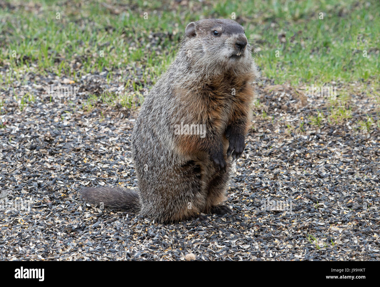 Murmeltier (Marmota Monax) Jagd nach Nahrung, E USA Stockfoto