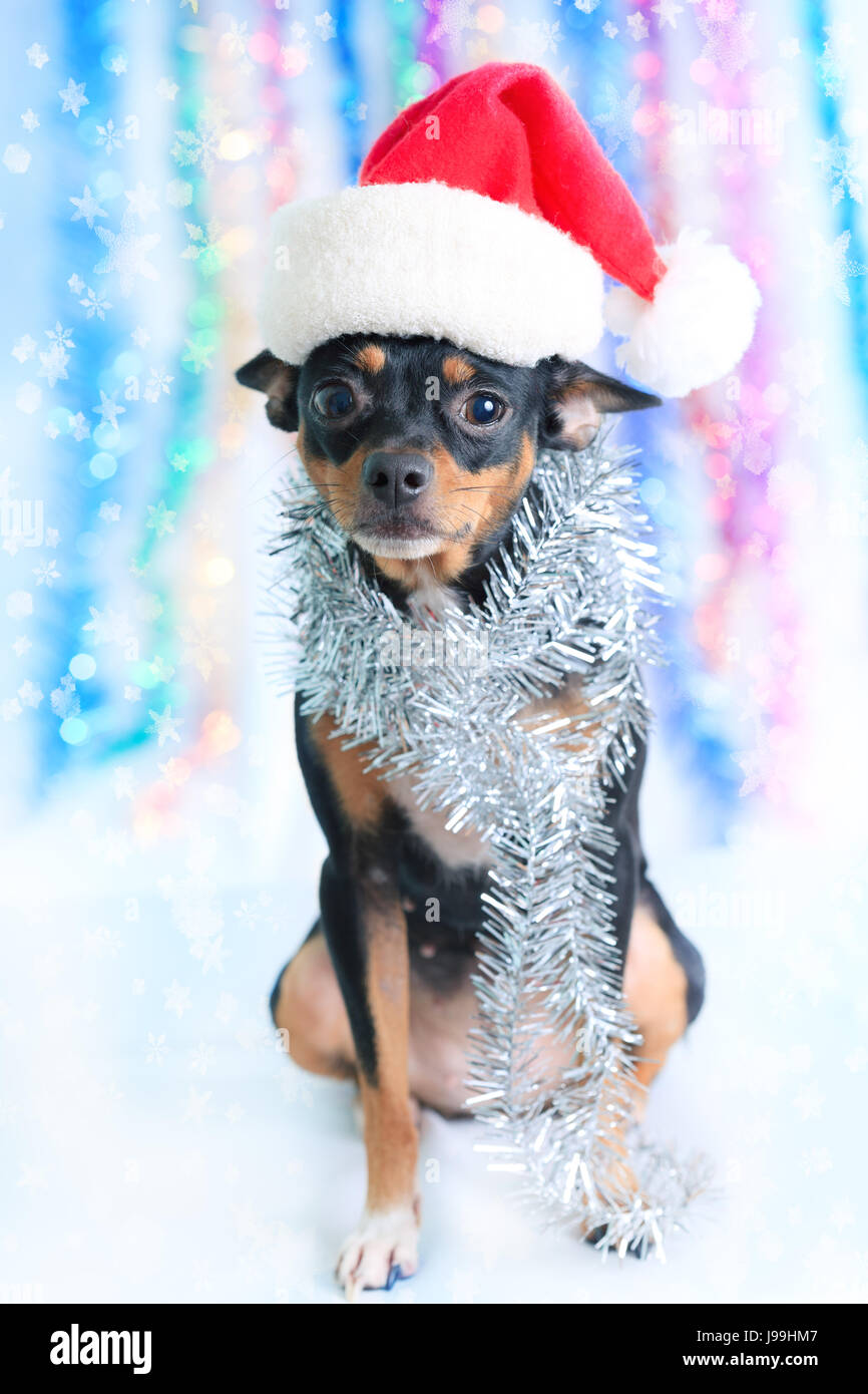 Haustier, Hund, Dekoration, lustig, Weihnachten, zum Verrücktwerden, pert, kokett, niedlich, Stockfoto