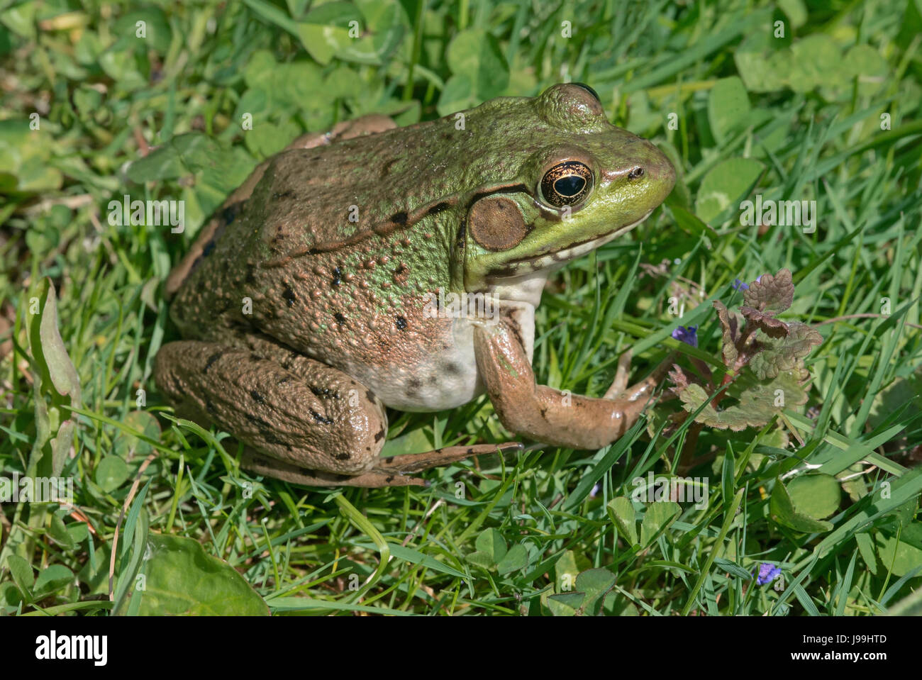 Green Frog (Rana clamitans oder Lithobates clamitans), E USA, von Skip Moody/Dembinsky Photo Assoc Stockfoto