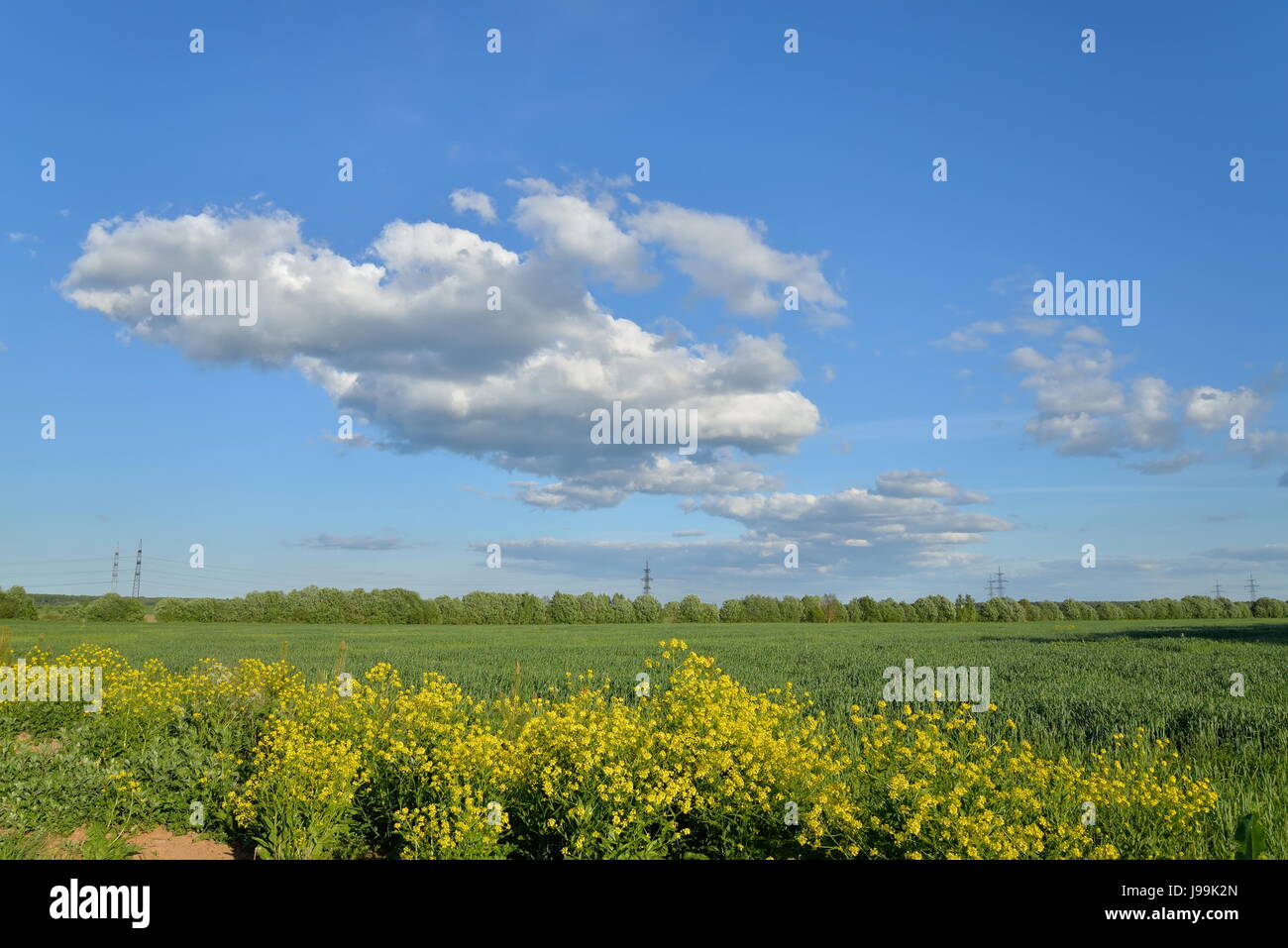 Grüne Wiese unter blauem Himmel sonniger Tag Stockfoto