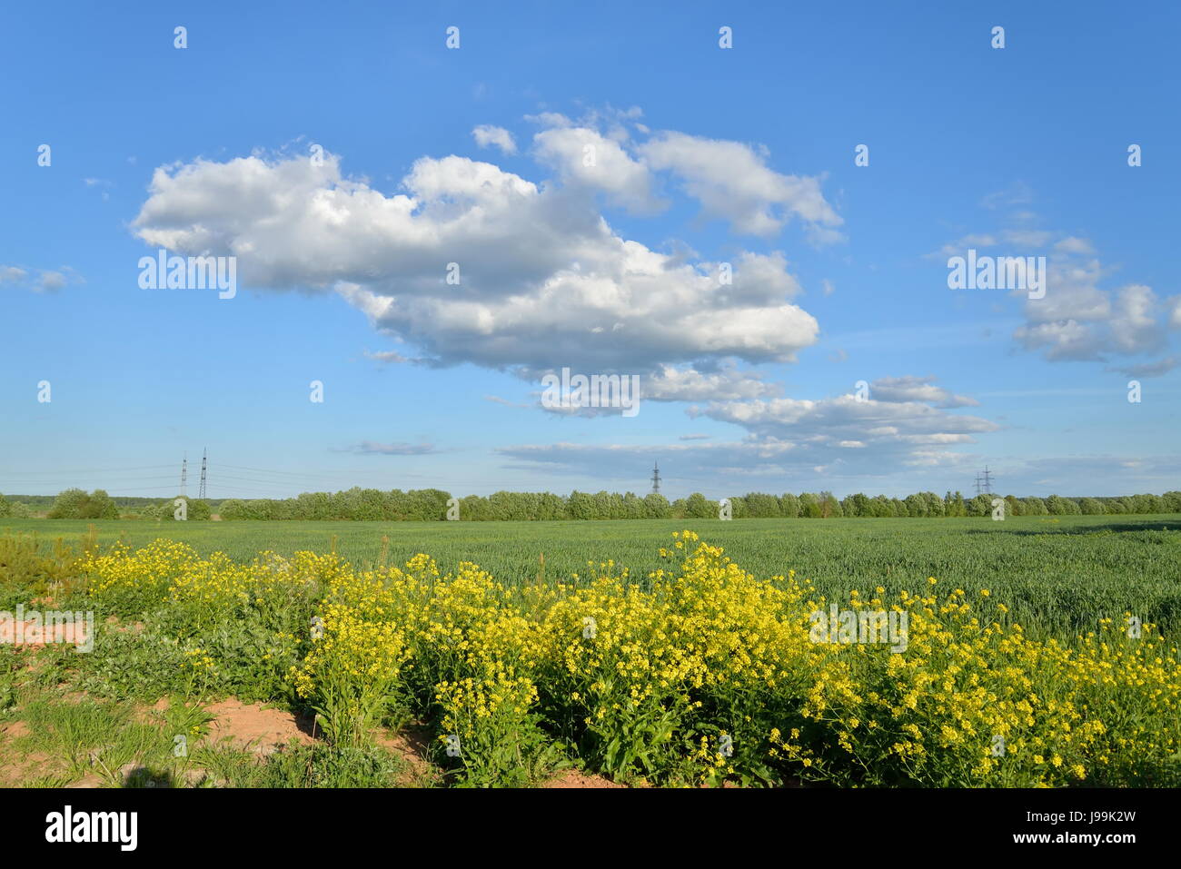 Grüne Wiese unter blauem Himmel sonniger Tag Stockfoto