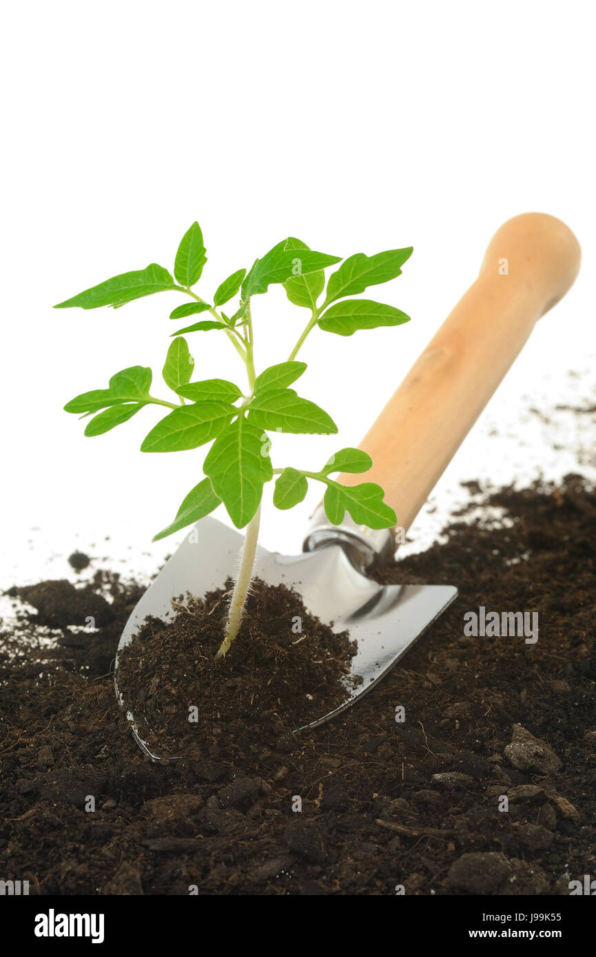 Keimung, Wachstum, Wachstum, Entwicklung, Tomate, Pflanze, schließen, Stillleben, Blatt, Stockfoto