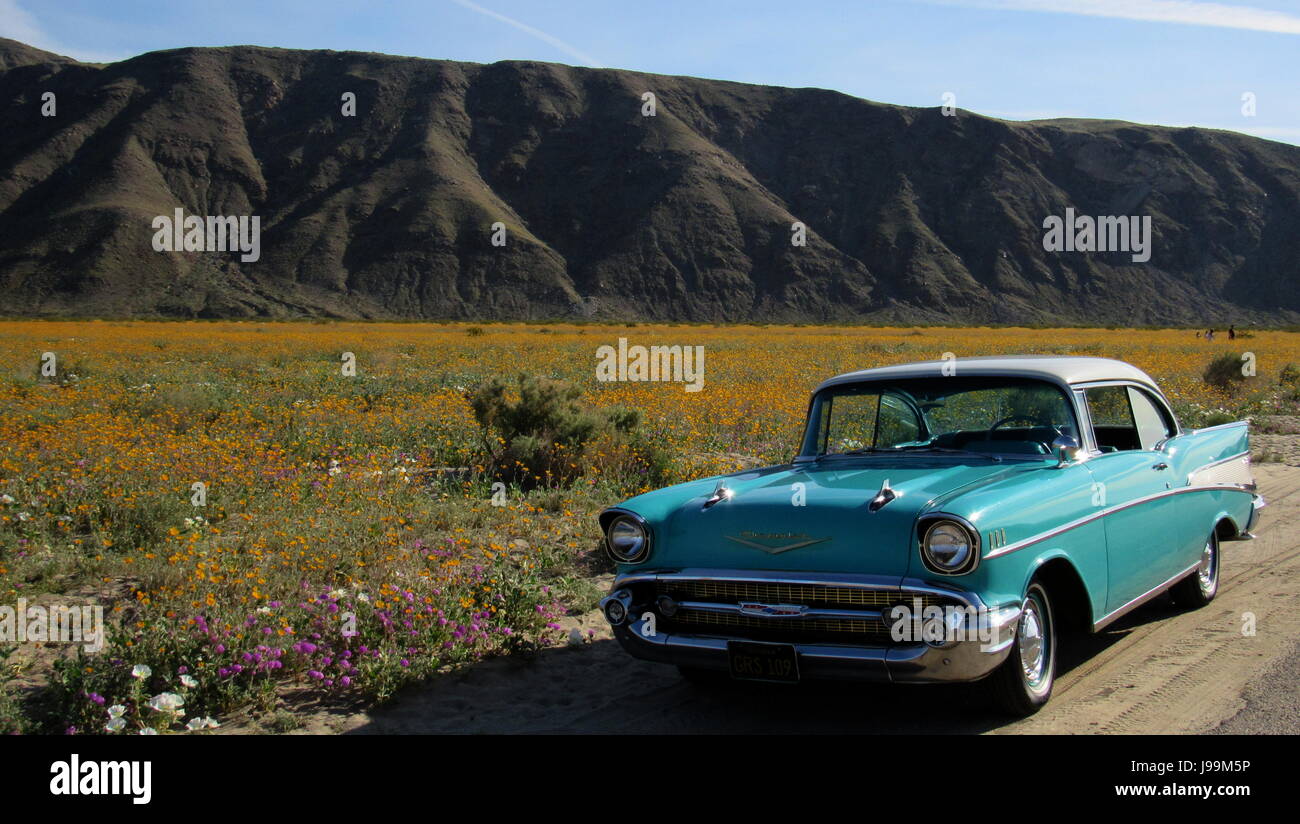 Türkis/weiß 1957 Chevy Bel Air 2-türige Hardtop Oldtimer stehen in einem Meer von Wildblumen - Superbloom Anza-Borrego Desert State Park Stockfoto
