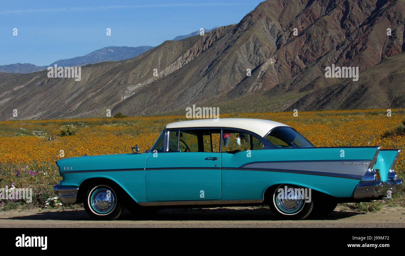 Türkis/weiß 1957 Chevy Bel Air 2-türige Hardtop Oldtimer stehen in einem Meer von Wildblumen - Superbloom Anza-Borrego Desert State Park Stockfoto