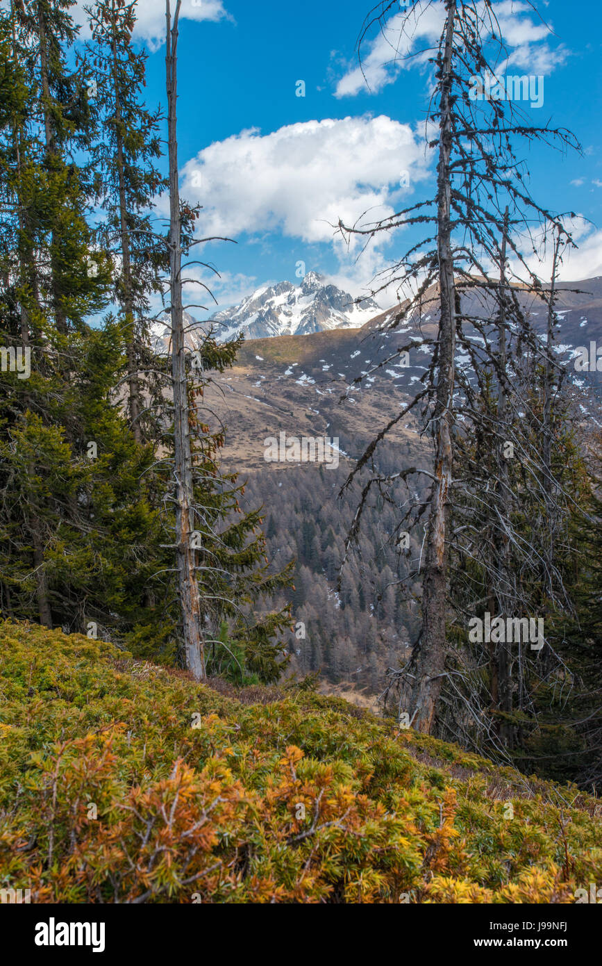 Eine verschneite Cima Ski, Berg der Alpen, ist zwischen Tote und lebende Bäume und einem grasbewachsenen Wald Boden umrahmt. Stockfoto