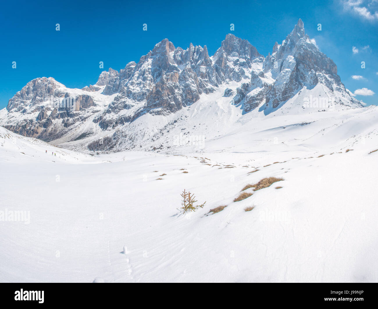 Neuschnee, Schnee in den italienischen Alpen, Pale di San Martino. Spuren im Schnee von Wanderer und Skifahrer, Zwerg, verkümmerte Bäume und viel Sonne. Stockfoto