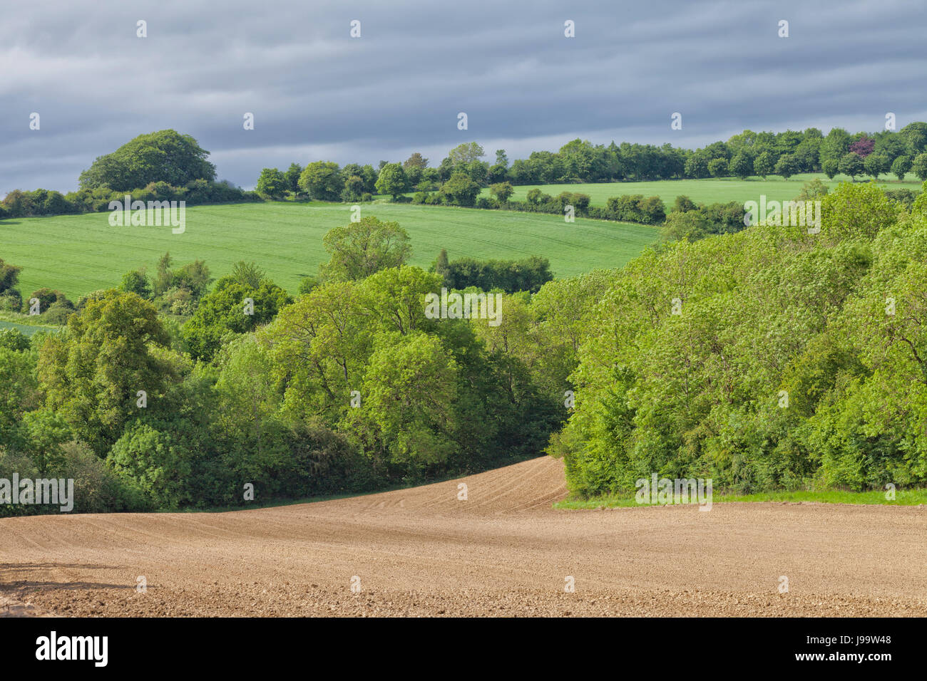 Landwirtschaft gepflügtes Feld zwischen den Bäumen und grünen Weizen Ackerland auf einem Hügel in einem englischen Landschaft. Stockfoto