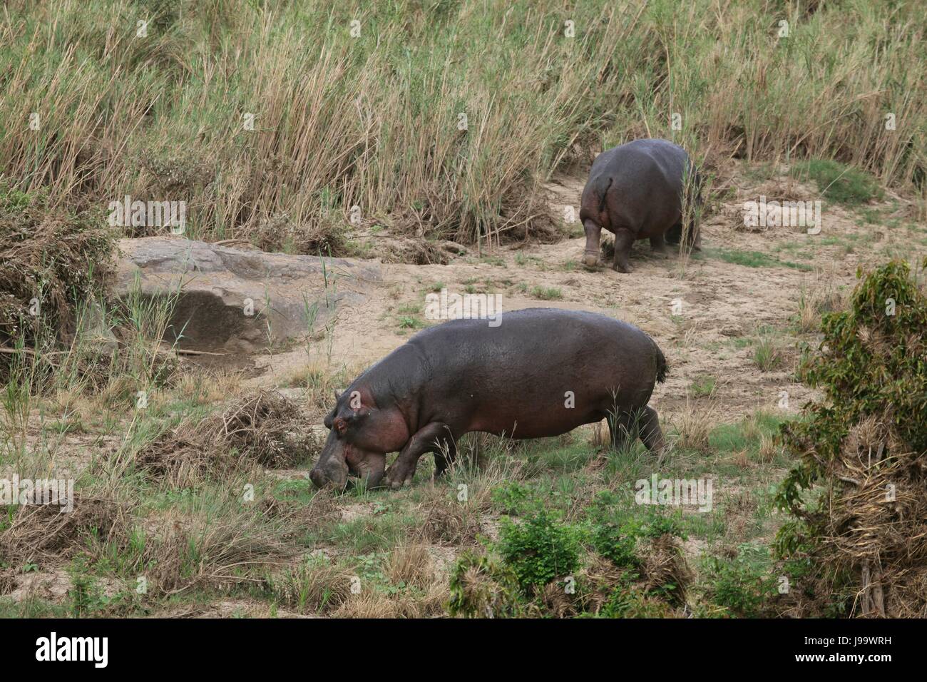 Flusspferd, Nilpferd, Hippopotamus Amphibius, Krger Park, Sdafrika, Flusspferd, Stockfoto