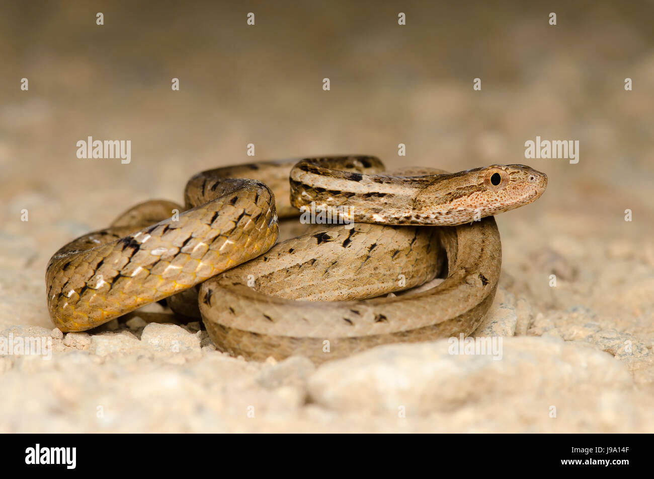 Gemeinsamen mock Viper Schlange (Psammodynastes Pulverulentus) in Bukit Tinggi, Pahang, Malaysia gefunden. Stockfoto