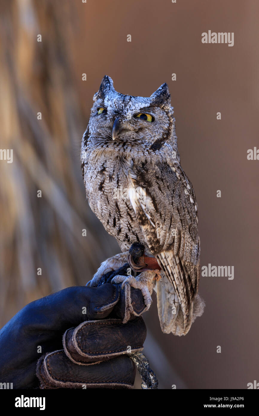 Captive Western Screech-Owl (Megascops kennicottii) und der Handler hand Stockfoto