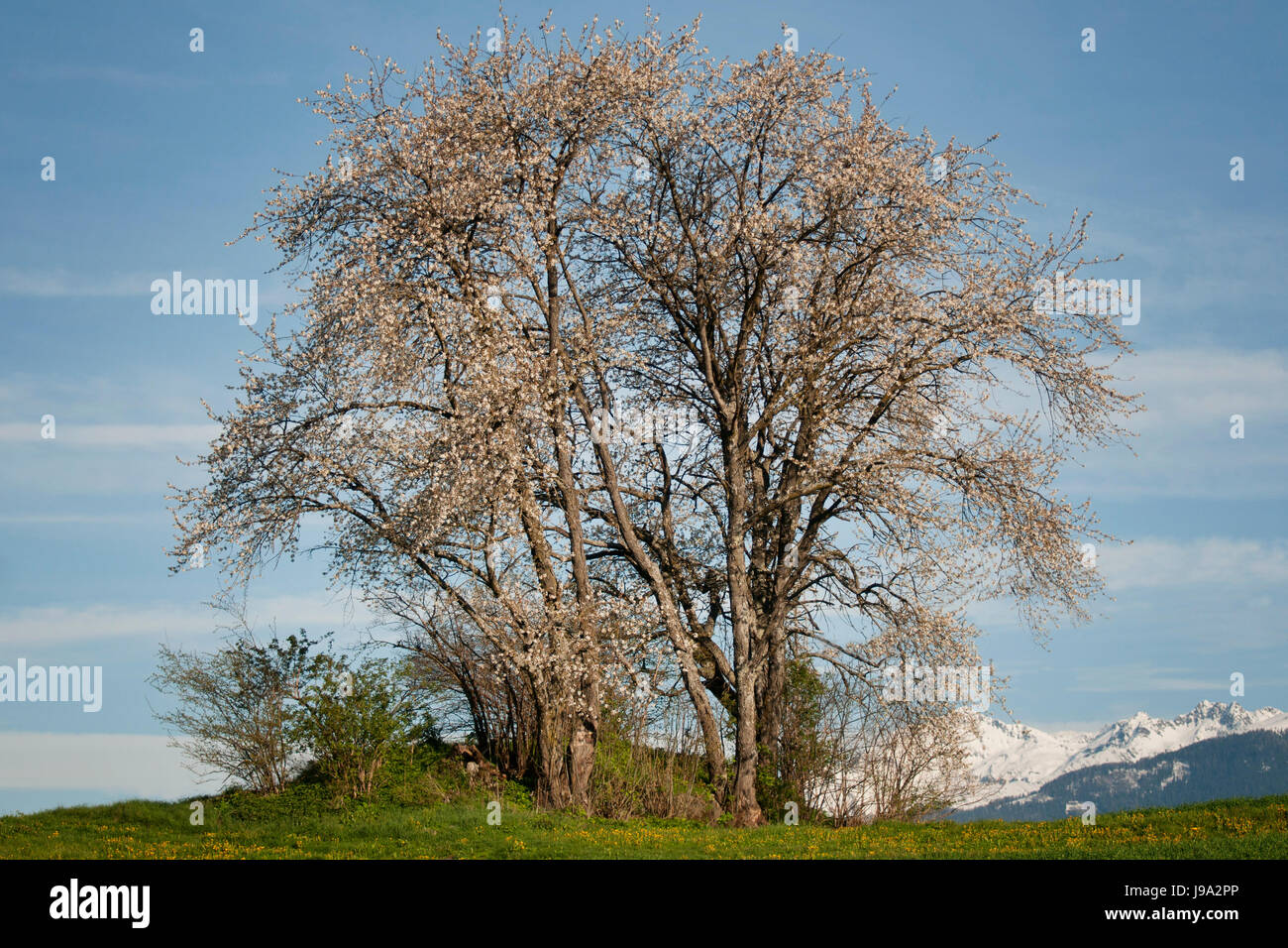 Wandern Sie, gehen Sie, Wandern, Wanderung, Südtirol, Funkstille, Ruhe, Stille, Strauch, Stockfoto