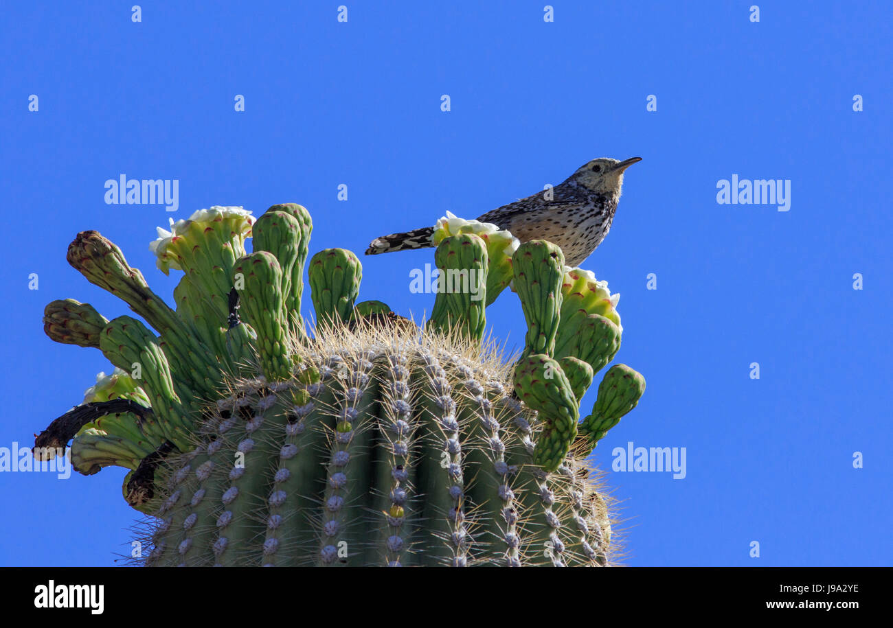 Kaktus-Zaunkönig (Campylorhynchus Brunneicapillus) auf Saguaro-Kaktus. (Carnegiea Gigantean) Stockfoto