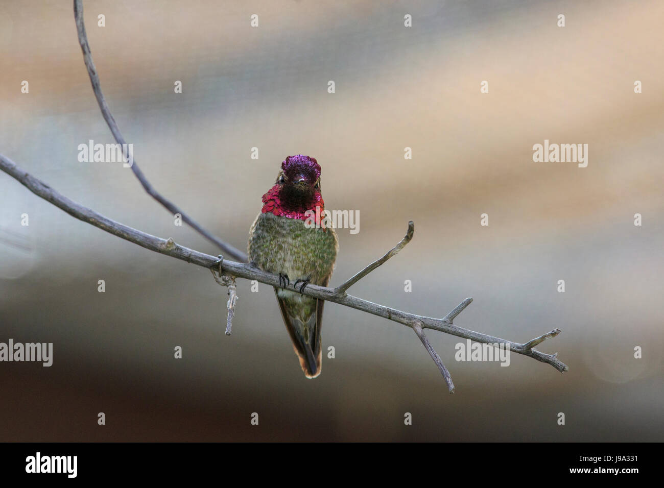 Annas Kolibri (Calypte Anna) thront auf Ast. Stockfoto