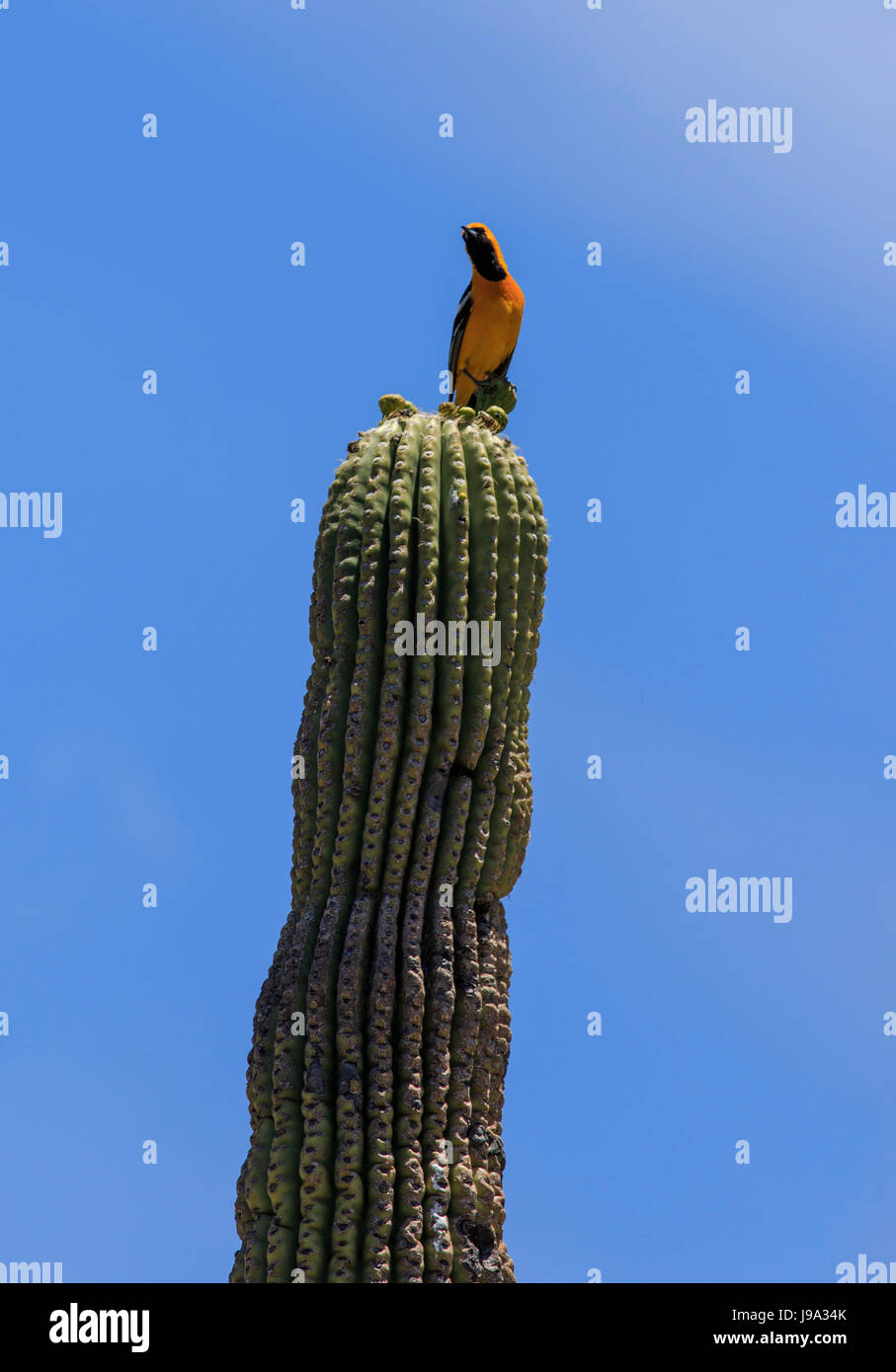 Mit Kapuze Oriole (Ikterus Cucullatus) am oberen Rand ein Saguaro-Kaktus (Carnegiea Gigantea) Stockfoto