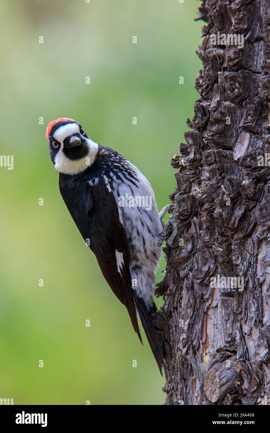 Eichel Specht (Melanerpes Formicivorus) am Baumstamm. Stockfoto